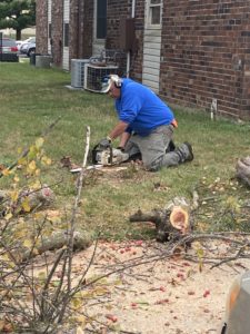tree removal mooresville, in