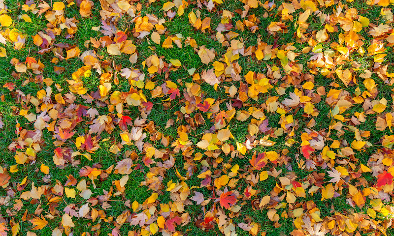 leaf cleanup Mooresville, IN